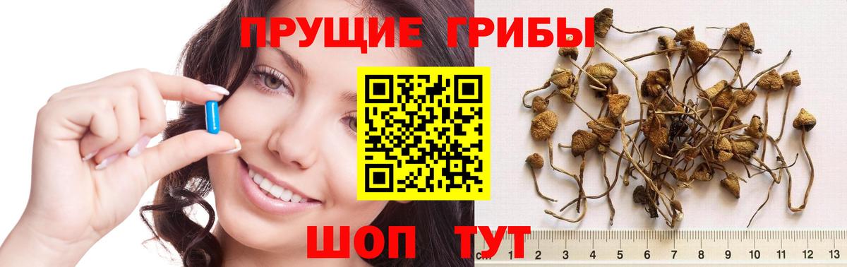 Псилоцибиновые грибы GOLDEN TEACHER Скопин
